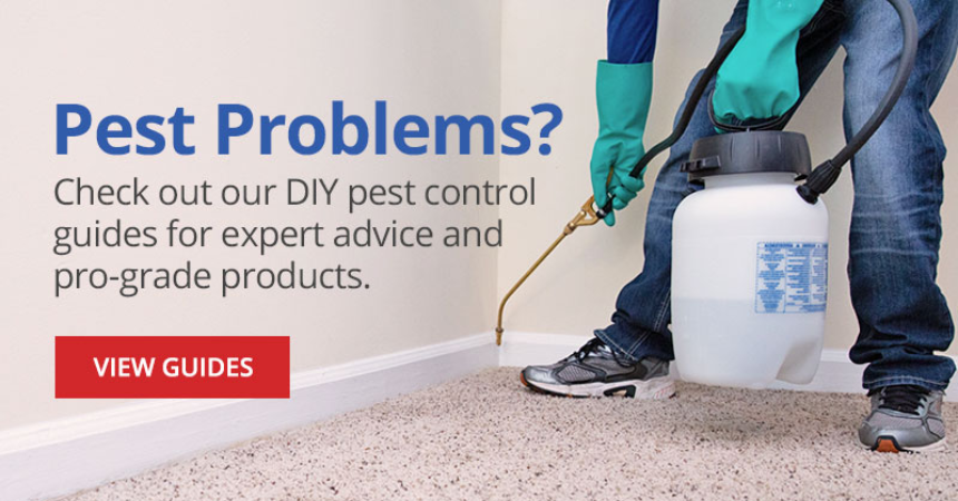Pest Control Experts