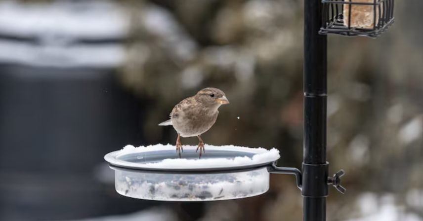 Birdfy Smart Feeder Review: Is This Camera Feeder Worth the Hype?